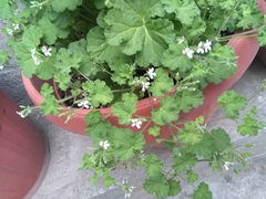 Geranium rotundifolium