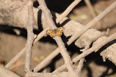 Phyciodes tharos