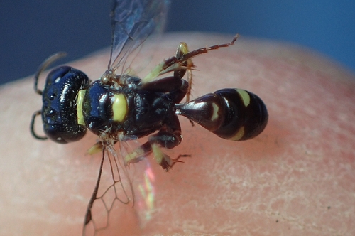 Tracheliodes quinquenotatus