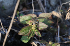 Luthrodes pandava peripatria