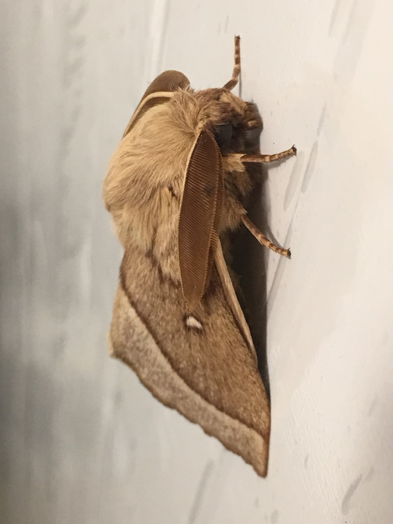 Lasiocampa terreni