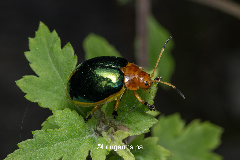 Oides Sp Oides bowringii from 中国贵州省遵义市湄潭县 on July 14, 2024 at 10:18 AM by ...