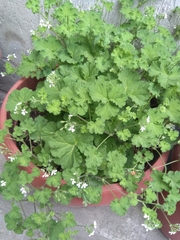Geranium rotundifolium