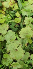 Hydrocotyle moschata moschata