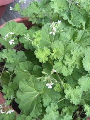 Geranium rotundifolium