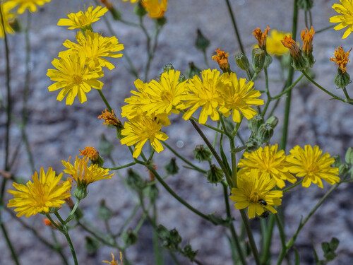 Crepis capillaris
