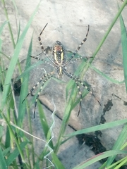 Argiope trifasciata