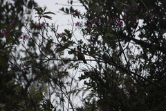 Myioborus ornatus