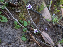 Native violet (Viola hederacea)