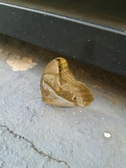 Eryphanis
