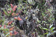 Myioborus ornatus