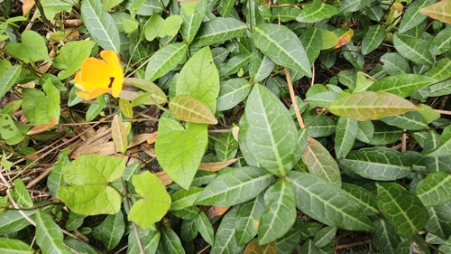 Trachelospermum asiaticum