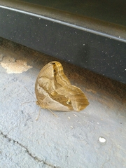 Eryphanis