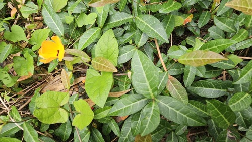 Trachelospermum asiaticum