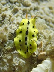 Eurylepta