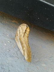 Eryphanis
