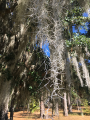 Tillandsia usneoides