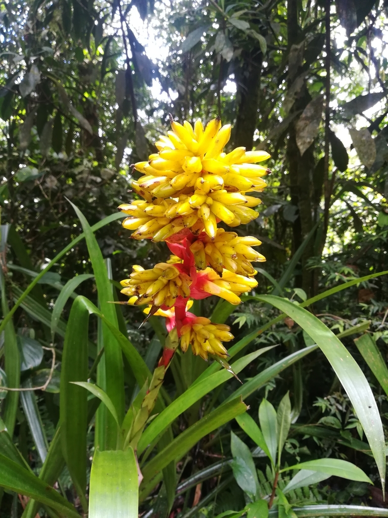 Guzmania weberbaueri