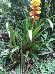 Guzmania weberbaueri