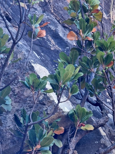 Ironwood (Sideroxylon mirmulano)