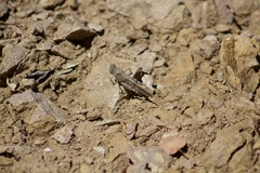 Trimerotropis thalassica