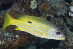 Lutjanus fulviflamma