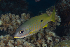 Lutjanus fulviflamma