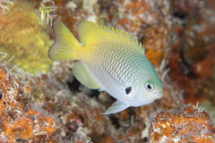 Pomacentrus nigromarginatus