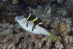 Paraluteres prionurus