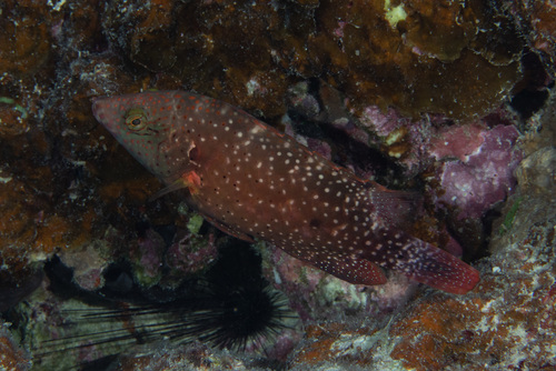 Floral Maori Wrasse