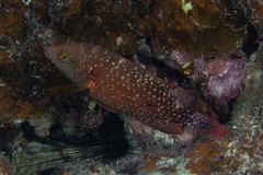 Cheilinus chlorourus