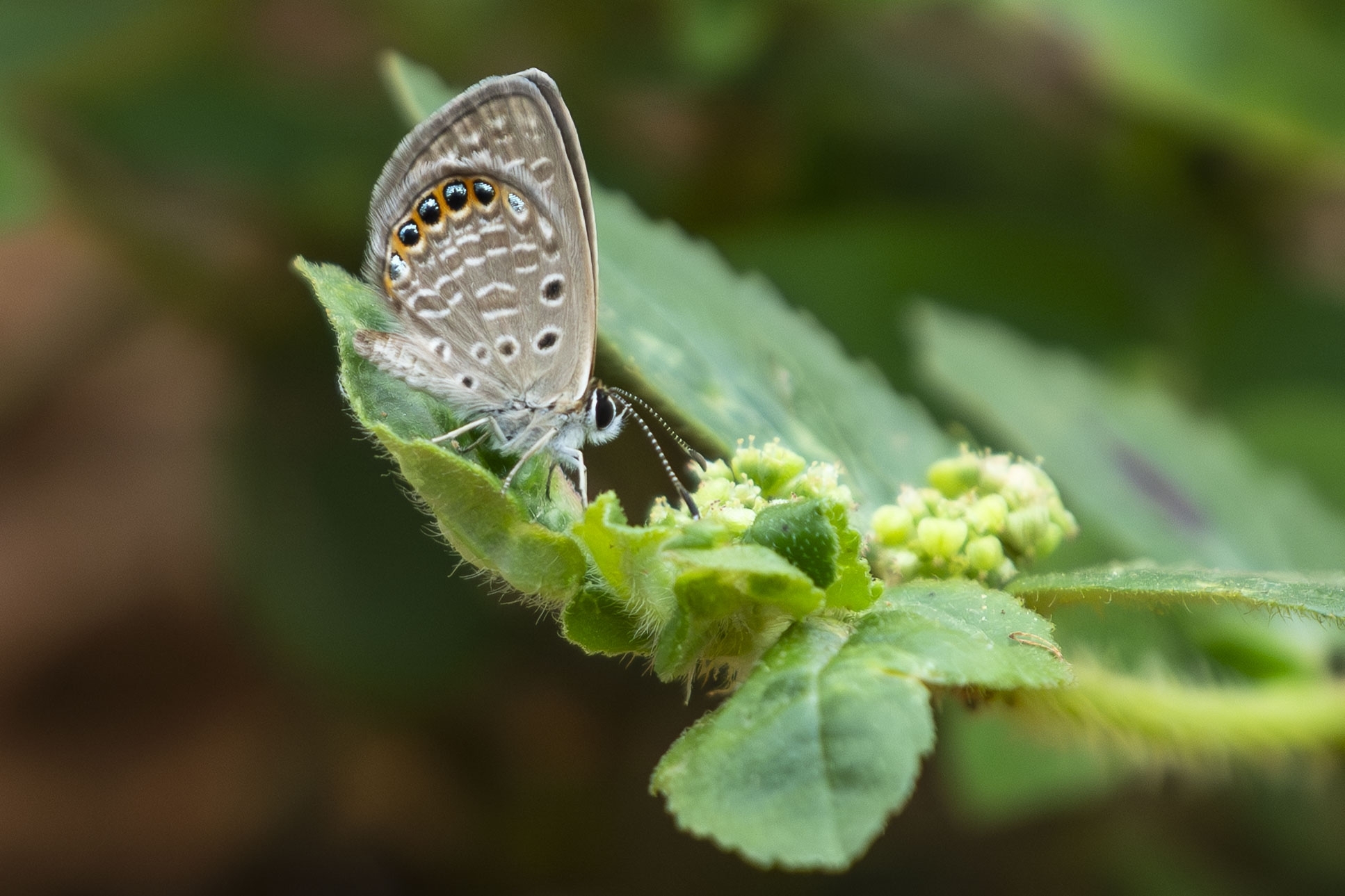 Black-Spotted Grass Jewel