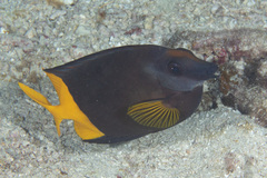 Siganus uspi