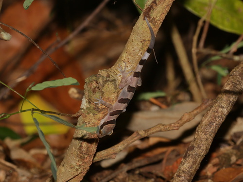 Cyrtodactylus sakaeratensis