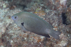 Pomacentrus microspilus