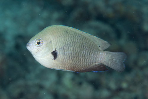 Pomacentrus microspilus