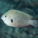 Fiji Damselfish - Photo (c) Mark Rosenstein, some rights reserved (CC BY-NC), uploaded by Mark Rosenstein