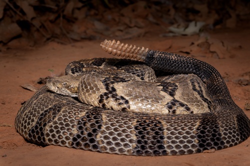 Timber Rattlesnake