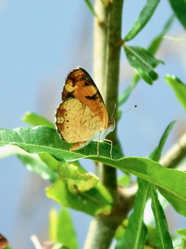 Pearl Crescent photographed in North Carolina
