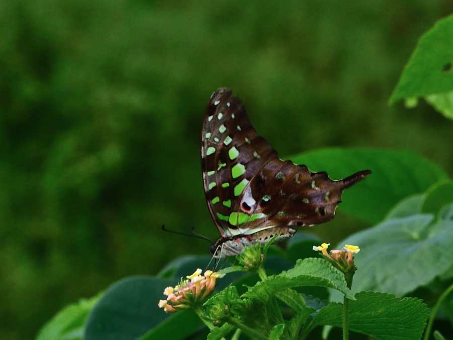 Tailed Jay