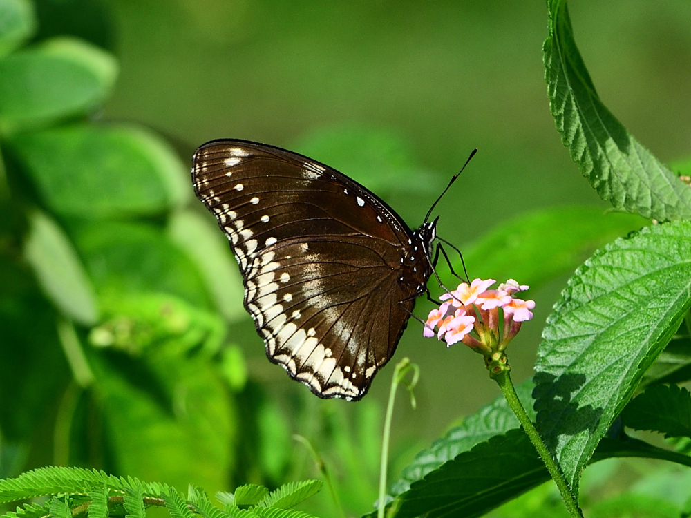 Great Eggfly