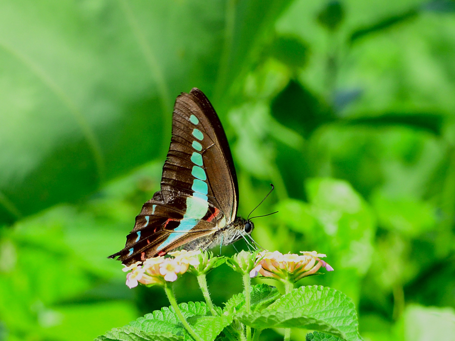 Narrow-Banded Bluebottle