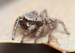 Habronattus altanus