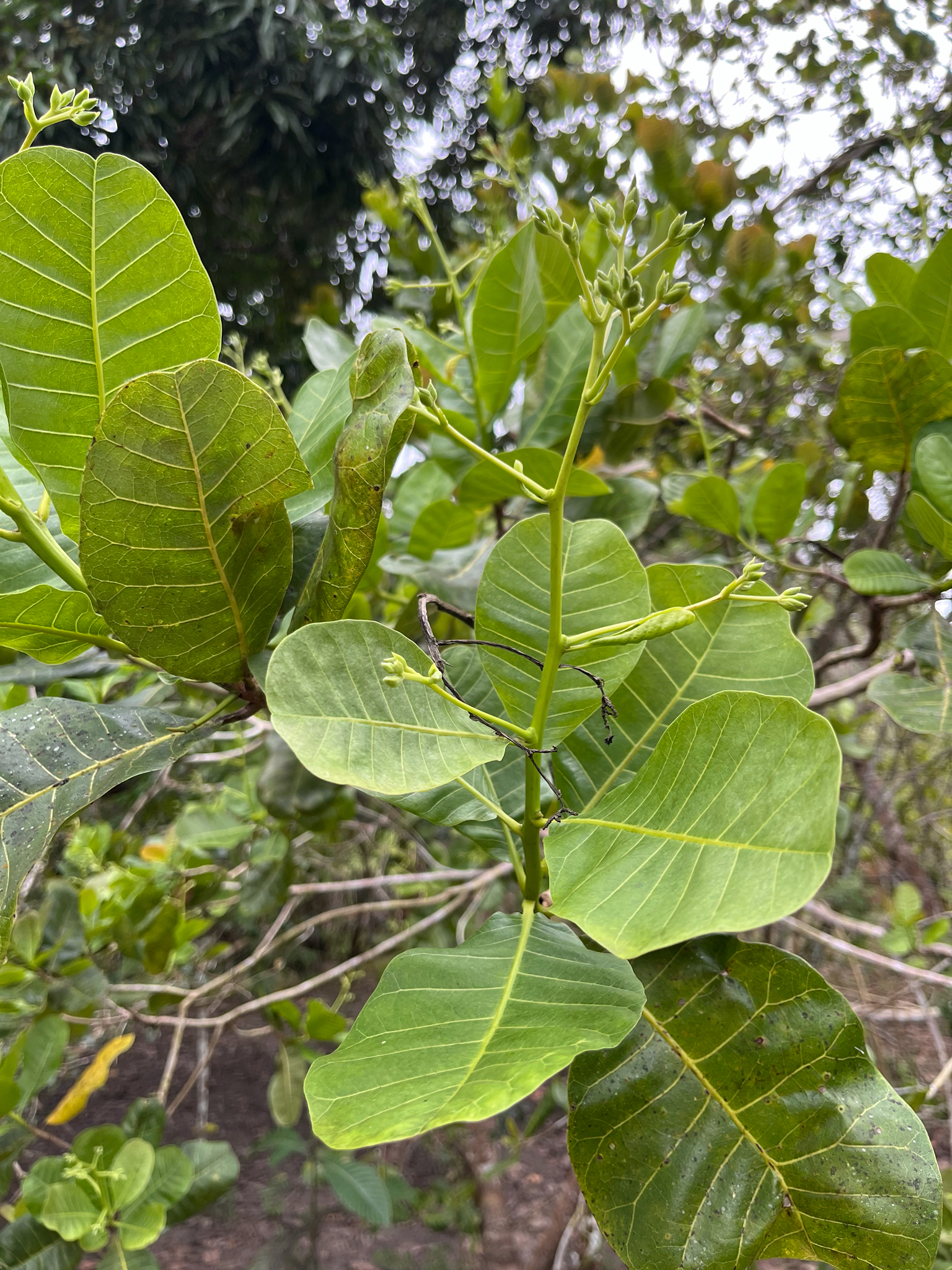 Anacardium occidentale