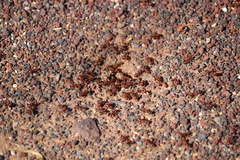 Pogonomyrmex barbatus