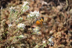Phyciodes tharos