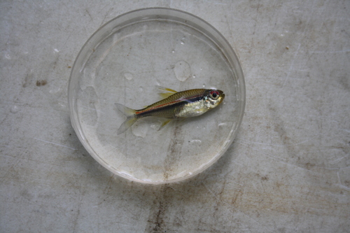 Flag tetra (Hyphessobrycon heterorhabdus) — Characidae — 5