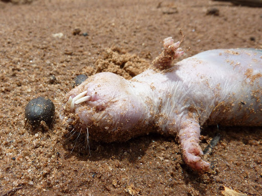 Naked Mole Rat
