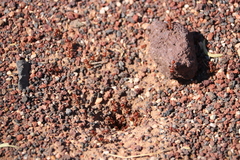 Pogonomyrmex barbatus