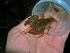 Cambarus asperimanus